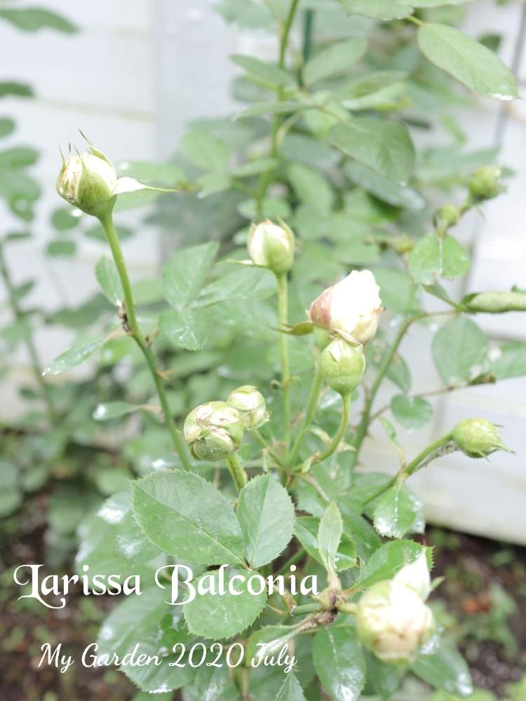 の画像 by モコママさん | 薔薇♪とばら バラ 薔薇とラリッサ バルコニアと金曜ローズショー