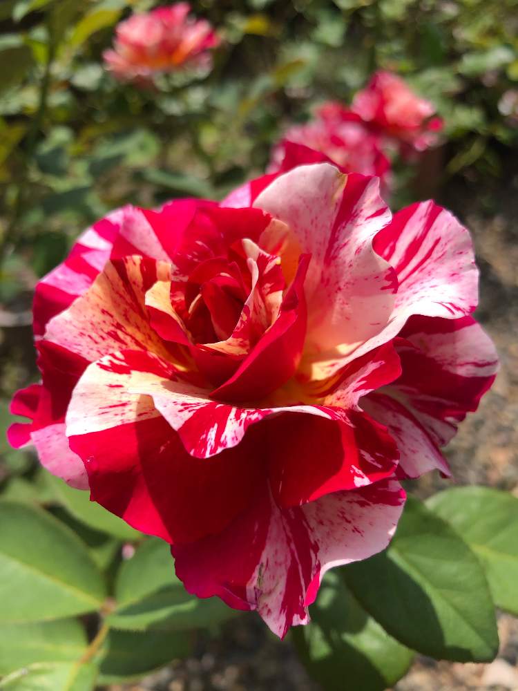 小さな庭の画像 by メグさん | 小さな庭とモーリス・ユトリロとばら バラ 薔薇と薔薇愛同盟といつもありがとう♡と癒しと薔薇のある暮らし♡とおうち園芸と頑張ってと綺麗と森のがっこうと小さな幸せ♡と可愛いとGSでバラ園と花のある暮らしとお花のある生活と薔薇♪