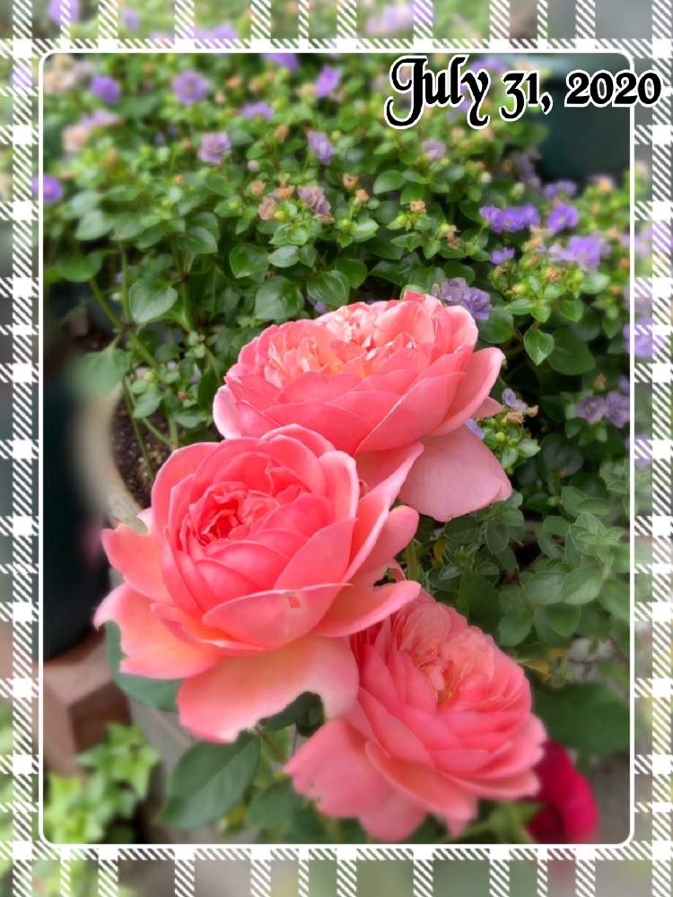 小さな庭の画像 by もみじさん | 小さな庭とエキザカムとボスコベルと幸せと薔薇愛同盟とお庭の草花とデビッドオースチンとお家大好きとおうち園芸とありがとうと全部GSのせいだとイングリッシュ・ローズと庭のばらと小さな小さな庭と花のある暮らしとばら 薔薇 バラとおうちで自然を感じると三種の神器と八重咲きエキザカムジュピター