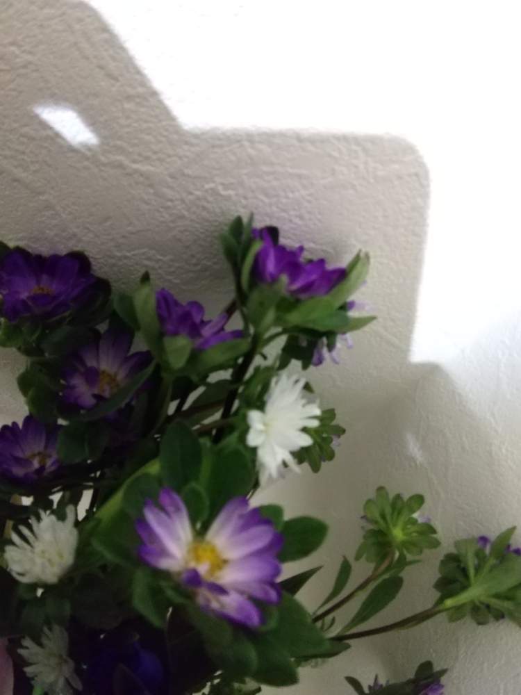 の画像 by 月華美神さん | アスターと植物のあるくらしと癒される♡と花と緑のある暮らしとおうち時間とおうちde菜園と∞Purple and Queen倶楽部∞とおうち園芸と∞Purple and queen 倶楽部∞と心のやすらぎとかわいぃな♡と∞INFINITY∞と花のある暮らしと癒し✨とおうちで楽しく