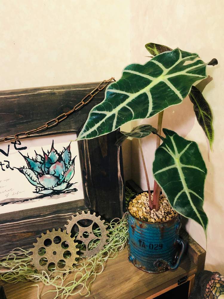 部屋の画像 by t.kaoriさん | 部屋とHTCとno flower no lifeとアマゾニカ アロカシアとNomachanさんのリメ缶とHTC№136とGS4年生とNomachanのリメ缶とGSミニモニ。と全国オヤジ連合会とGSに感謝。とありがとうと甘甘辛〜鉢と多肉2016同期と全国オヤジ連合会No.30とGS繋がりとGSミニモニ。no.33