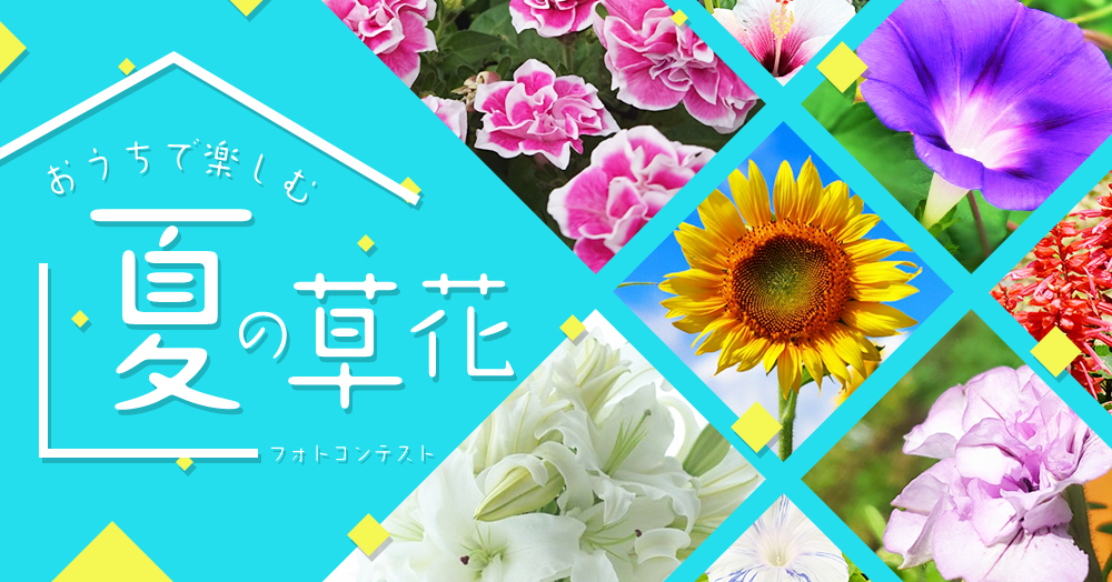 『おうちで楽しむ、夏の草花』フォトコンテスト