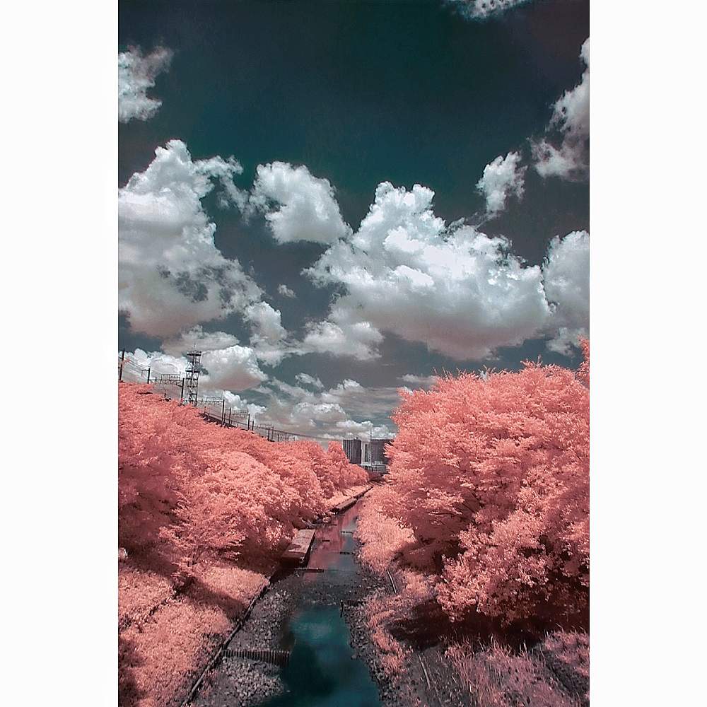 の画像 by nesoさん | サクラとヤナギとローカルカメラマンかな?!(笑)とベイヤーとTIPSと近所とAIダメ判定と赤外線写真