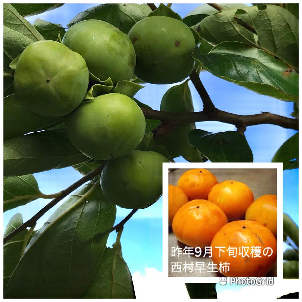 の画像 by 週末だけ野良人ISOさん | カキ 西村早生と家庭菜園と家庭果樹と家庭菜園奮闘日記とチーム岐阜