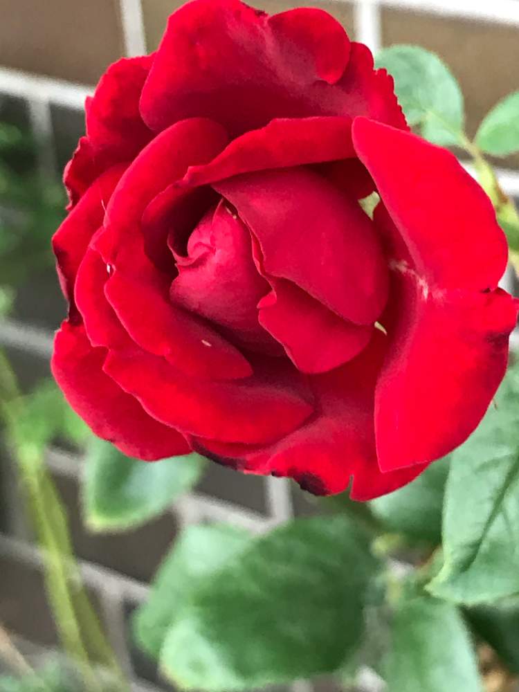 小さな庭の画像 by くみ☆さん | 小さな庭と薔薇とミニ薔薇✨と綺麗〜❤️とキュンキュン乙女倶楽部と可愛い♪とGSミニモニ。No.66と富山支部とおうち園芸とGSミニモニ。ときゃー٩(๑❛ᴗ❛๑)۶とガーデニングと咲いた❤とキュンキュン乙女倶楽部No.5