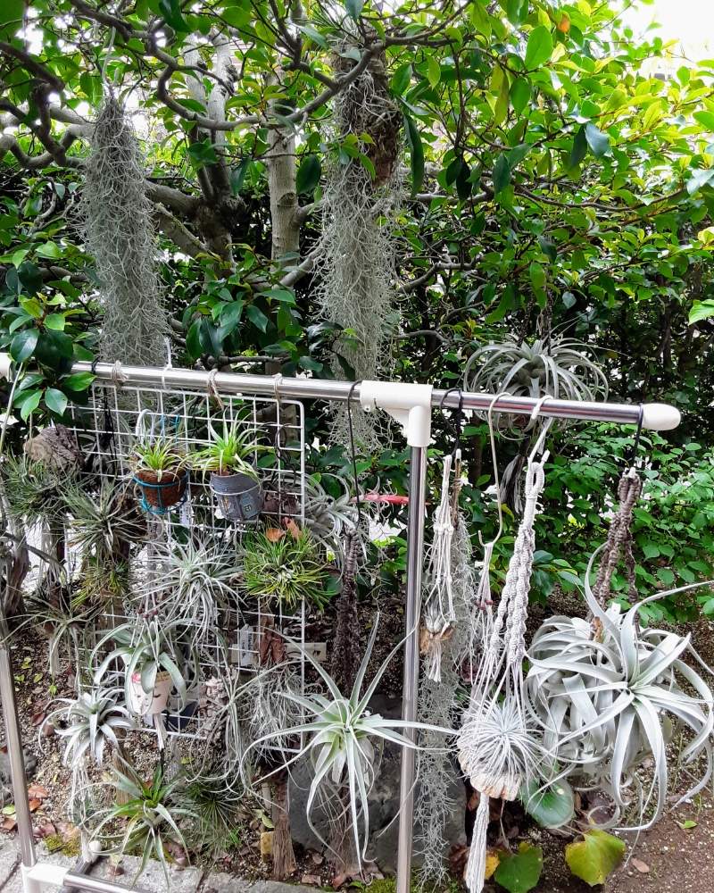 小さな庭の画像 by sumiyokidさん | 小さな庭とチランジアと多肉植物と京都府民と多肉のある暮らしと多肉植物のある暮らしとおうち園芸とPWフォトコン2020と多肉好きな人と繋がりたいと多肉女子とタニラーとエアープランツ/チランジアとsucculent