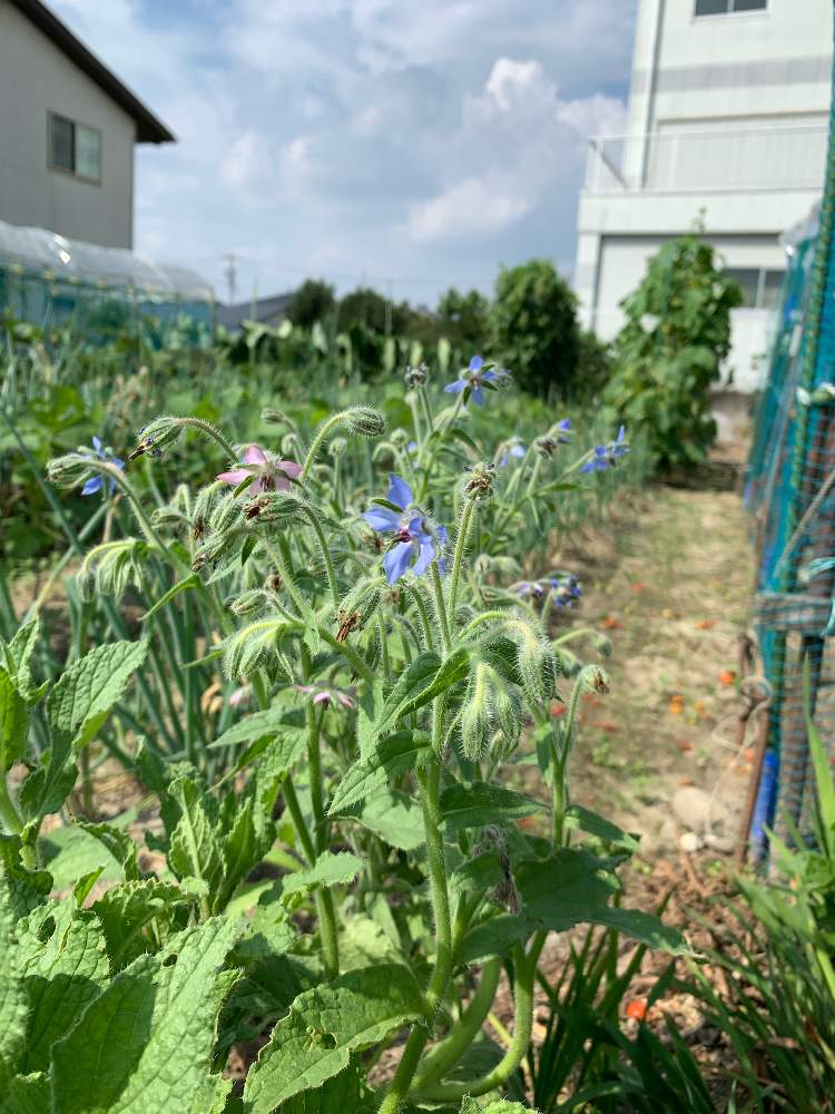 畑の画像 by 魅惑のふーさん | 畑と素敵便とさいた✨とおうちde菜園とGS映えとGS日和とおうち園芸と植中毒とありがとうとお花の種と花のある暮らしと実家の畑と花♡