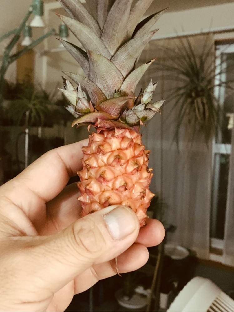 部屋の画像 by 月面旅行さん | 部屋と植物のある暮らしとブロメリア亜科とブロメリア科とおうち園芸とアナナス属とビザールプランツ