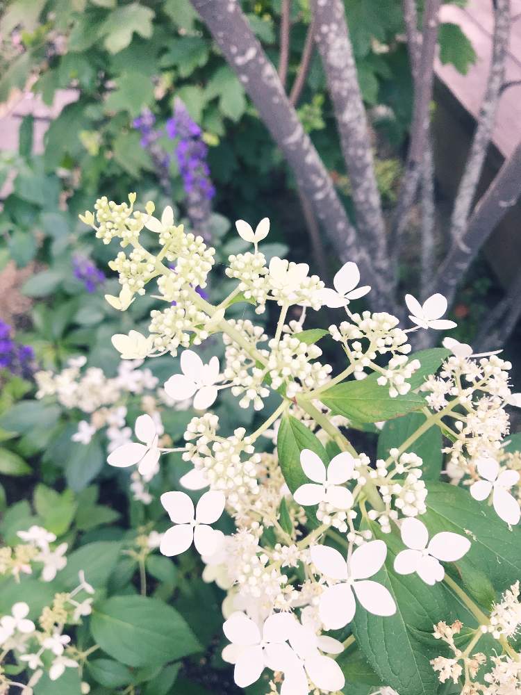 小さな庭の画像 by ソラミさん | 小さな庭とノリウツギと庭の花とナチュラルガーデンとおうち園芸と白いお花と夏に強い花とお花は癒しとコンパクトノリウツギとコンフェッティー