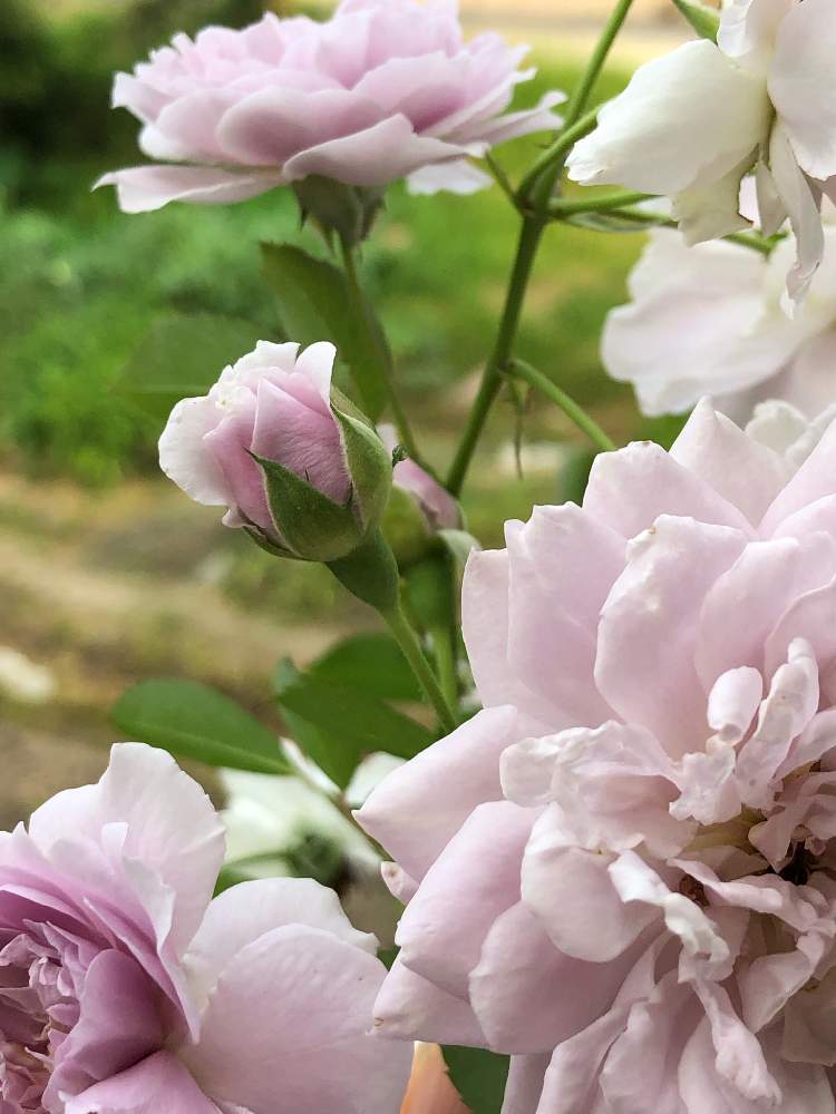 フェンスの画像 by うふふさん | フェンスと薔薇 レイニーブルーとmy 薔薇とばら バラ 薔薇とブルーローズ♡と水曜ローズショーと薔薇に魅せられてとバラのある暮らしと薔薇レイニーブルーとおうち園芸と薔薇が好き❤とお花が好き♡とウフフとGSでバラ園とチーム愛知と自己大満足♡と青薔薇マニアとうふふのブルーローズ