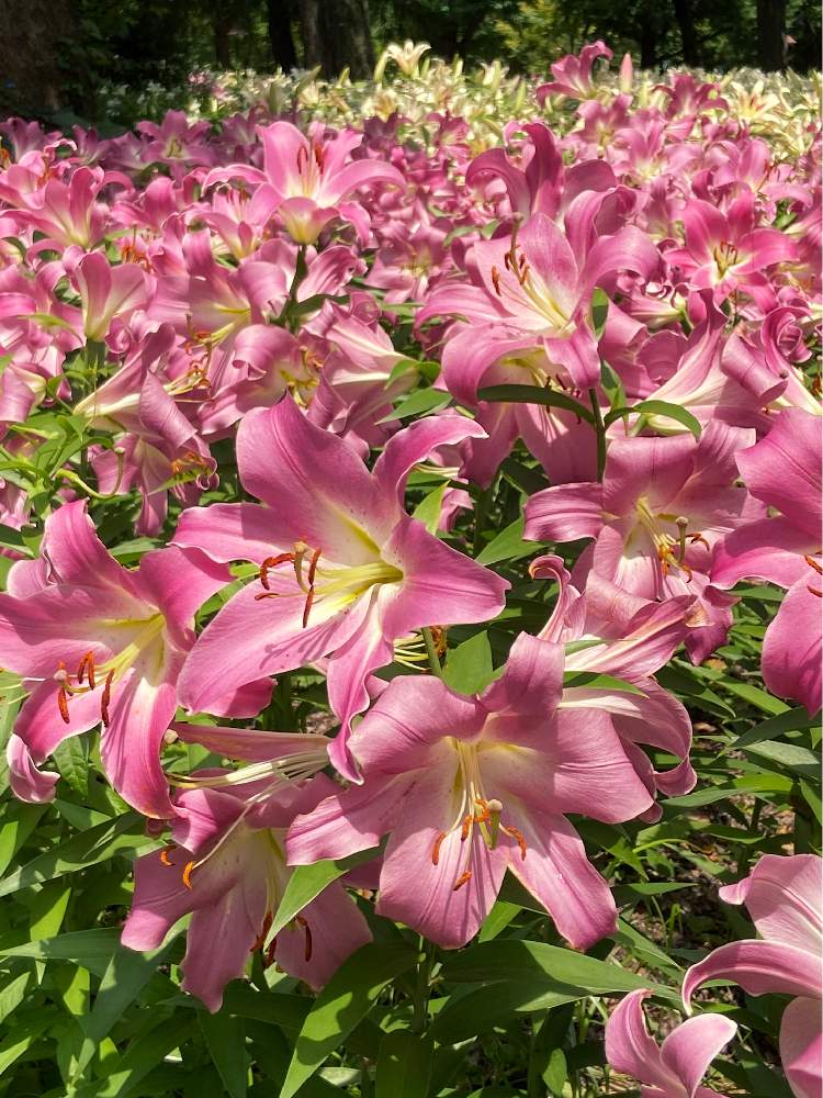 の画像 by もんちゃんさん | まったり休日と公園とGSありがとうとお疲れ様ですと花のある暮らしとかわいいな♡と緑のある生活といい香り♡と散歩中にてといいね♡ありがとう