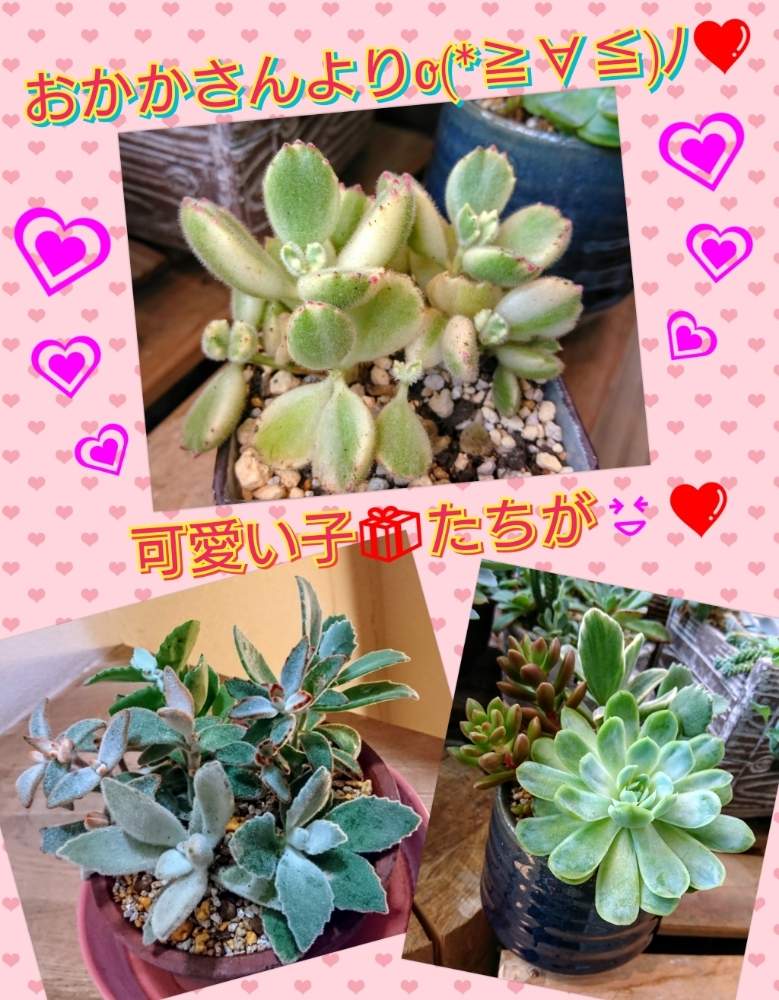 バルコニー/ベランダの画像 by のりっぺさん | バルコニー/ベランダと月の光とセダム オレンジドリームとエケベリア エレガンスとカランコエ 野兎とカランコエ ミロッティとコチレドン 熊童子錦とカランコエ ブラウニーとカランコエ ショーガールとカランコエ 草原の兎とカランコエ エレガンスとおかかサン's多肉チャンたち♥️と素敵便♥️と今を乗切るぞ!と雨にもコロナにも負けず!と夏♥️来たぁd(^-^)と多肉ちゃん初心者と楽しい園芸o(^o^)oとバルコニスト