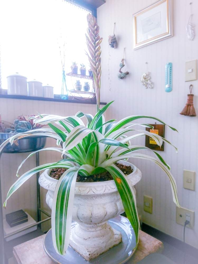 の画像 by たやさん | オオインコ アナナス江とフリーセア・江と大型観葉植物とフリーセア属と✨アナナス江✨と突然変異種と子株とアナナスと斑入り葉と夏を爽やかに演出する植物と花後