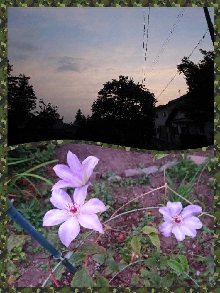 広い庭の画像 by 折り姫さん | 広い庭とクレマチスと田舎暮らしと寄せ植えとおうちde菜園とおうち園芸と自宅庭と花のある暮らし