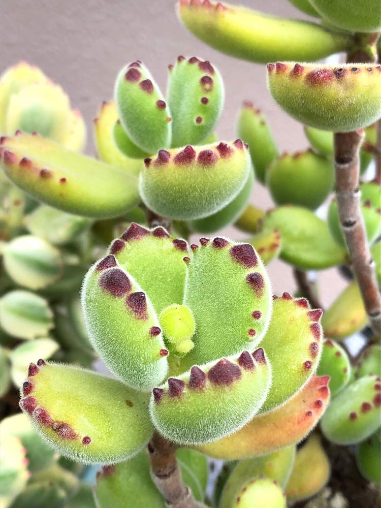 の画像 by よよよさん | 熊童子と多肉植物と岩手県と黒ニャンコ隊といつもありがとうと我ら植中毒隊!と元気モリモリとタニラーとつめともりもりと可愛いとかわいいとぷっくり