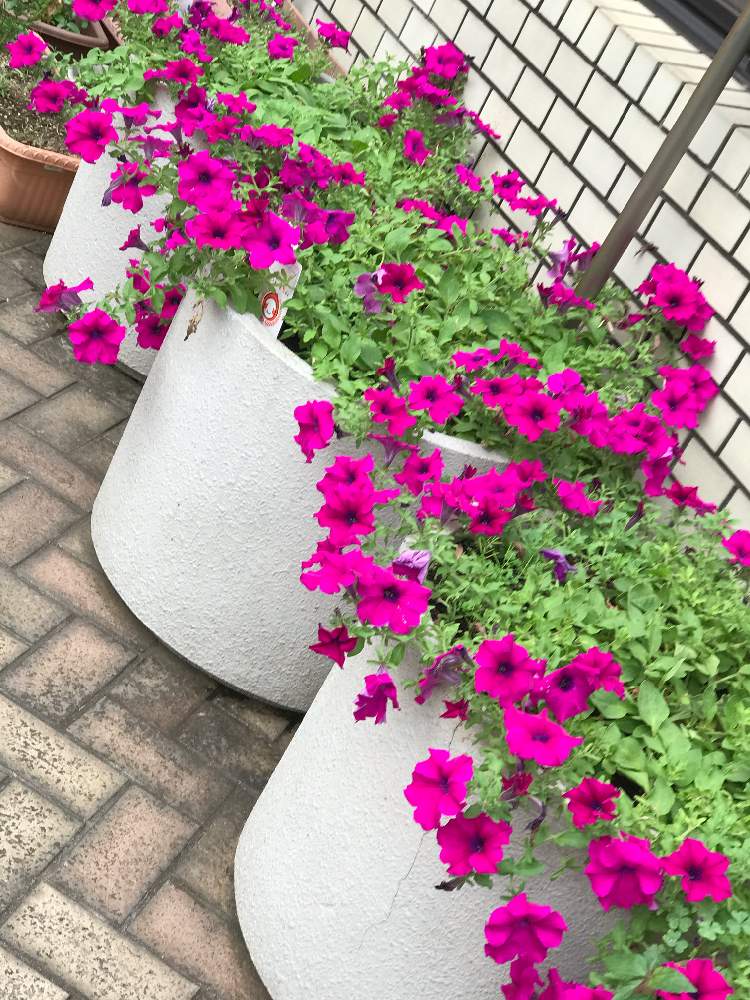 お出かけ先の画像 by たーこさん | お出かけ先とサフィニアとありがとう♡とおつかれさまでした!とじっと観察と暮らしと植物と花のある暮らし
