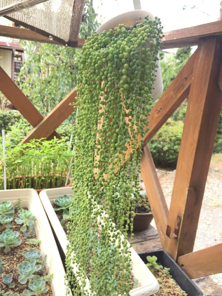 テラスの画像 by カフェモカさん | テラスとグリーンネックレスとセリと七福神と多肉植物とみどりのある暮らしと多肉大好きと多肉植物のある暮らしとささやかな幸せと多肉女子と観葉植物のある暮らしとかわいいな♡とネックレスの日と多肉植物 多肉の有るくらし