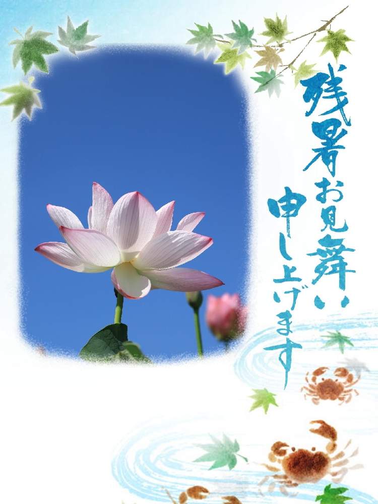 の画像 by takosyaさん | はす(蓮)と青空が好きと平塚花菜ガーデンとcanonとI♡Kanagawaと一眼レフとコロナに負けるな!とSocial Distanceと青空とカメラ好き☆とEF70-200mm F4L IS Ⅱ USMと♡残暑お見舞い♡