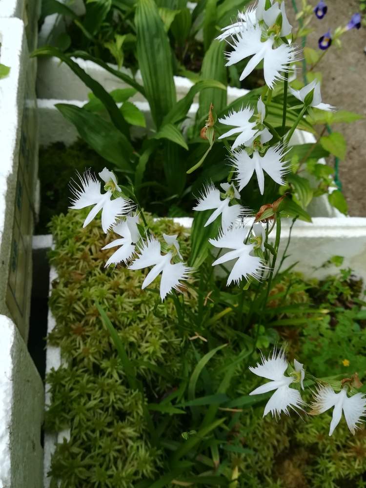 小さな庭の画像 by 阿南田零さん | 小さな庭とサギソウとPecteilis radiataとラン科ペクテイリス属と地生蘭とサギソウ属とラン科とPecteilisとorchidと日本の蘭と湿生植物と山野草と初夏の花たちとおうち園芸とおうちで楽しむ夏の草花フォトコンと湿地とオーキッドとらんと在来種とガーデニングと花のある暮らしと白い花と自生