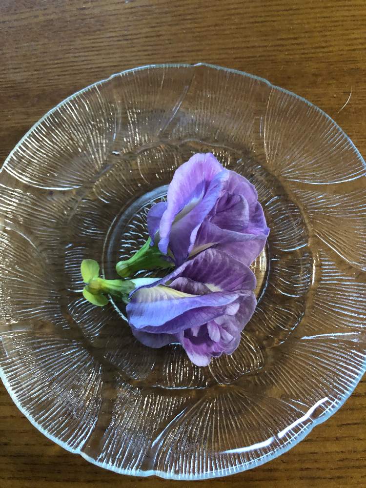 の画像 by ベルガモットさん | ハーブと地植えと癒しと紫色の花