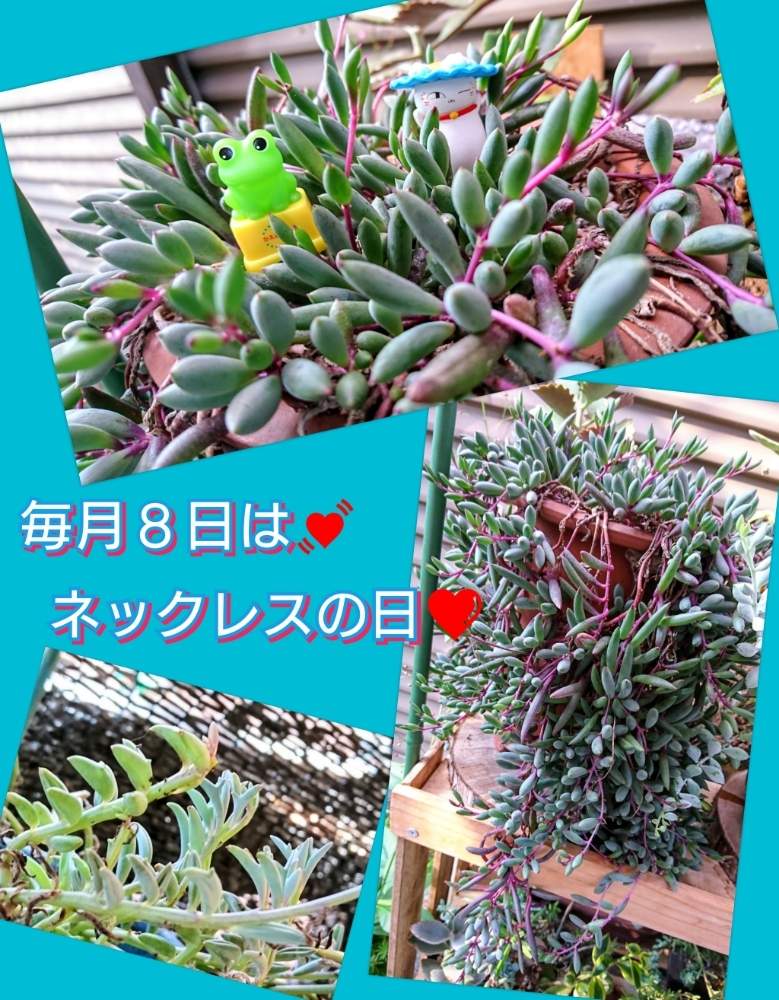 バルコニー/ベランダの画像 by のりっぺさん | バルコニー/ベランダとオトンナ ルビーネックレスとセネシオ ドルフィンネックレスと今を乗切るぞ!と雨にもコロナにも負けず!とカエルちゃん♥️と夏♥️来たぁd(^-^)と多肉ちゃん初心者とネックレスの日と楽しい園芸o(^o^)oとバルコニストとにゃんこ先生♥️