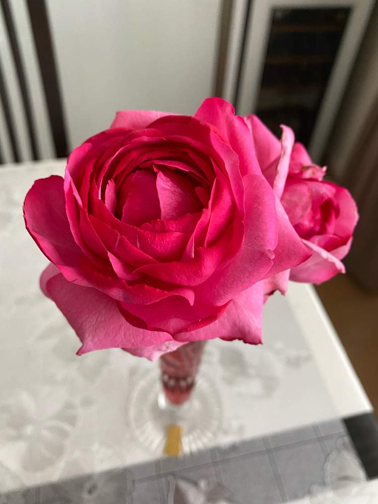 部屋の画像 by ☆Mayuka☆さん | 部屋とイヴピアッチェとバラ イヴピアッチェと薔薇♡と新型コロナウイルス拡げない!と薔薇愛同盟とTEAMほほえみといつもありがとう♡とコロナウイルスの終息を願う!とこんな時こそ花をとGSのみなさんに感謝♡とおうち園芸とコロナおしりペンペン( ・᷄ὢ・᷅ )とお花は人を元気にするとGSのみなさんに感謝!と医療現場の人々に感謝とstay home & enjoy!とおうちで過ごそうとお花で癒されよう❤️と『ひとりじゃない、繋がろう』と繋がりに感謝✨とコロナ最前線の皆さまに感謝とrose
