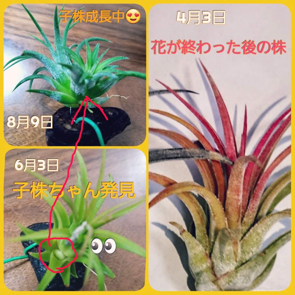 バルコニー/ベランダの画像 by yayaさん | バルコニー/ベランダと百均出身と子株の成長と花が見てみたい