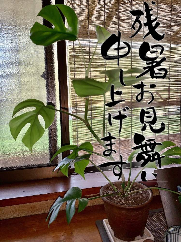 窓辺の画像 by コアラの父さん | 窓辺とヒメモンステラと観葉植物とお見舞いとおうち園芸