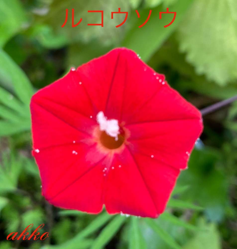 広い庭の画像 by ひみつのアッコちゃんさん | 広い庭と縷紅草 るこうそうと鉢植えの花と可愛い花と美しい花と夏の花と花のある暮らしと花を見る喜びと私のお気に入りと自然の贈り物