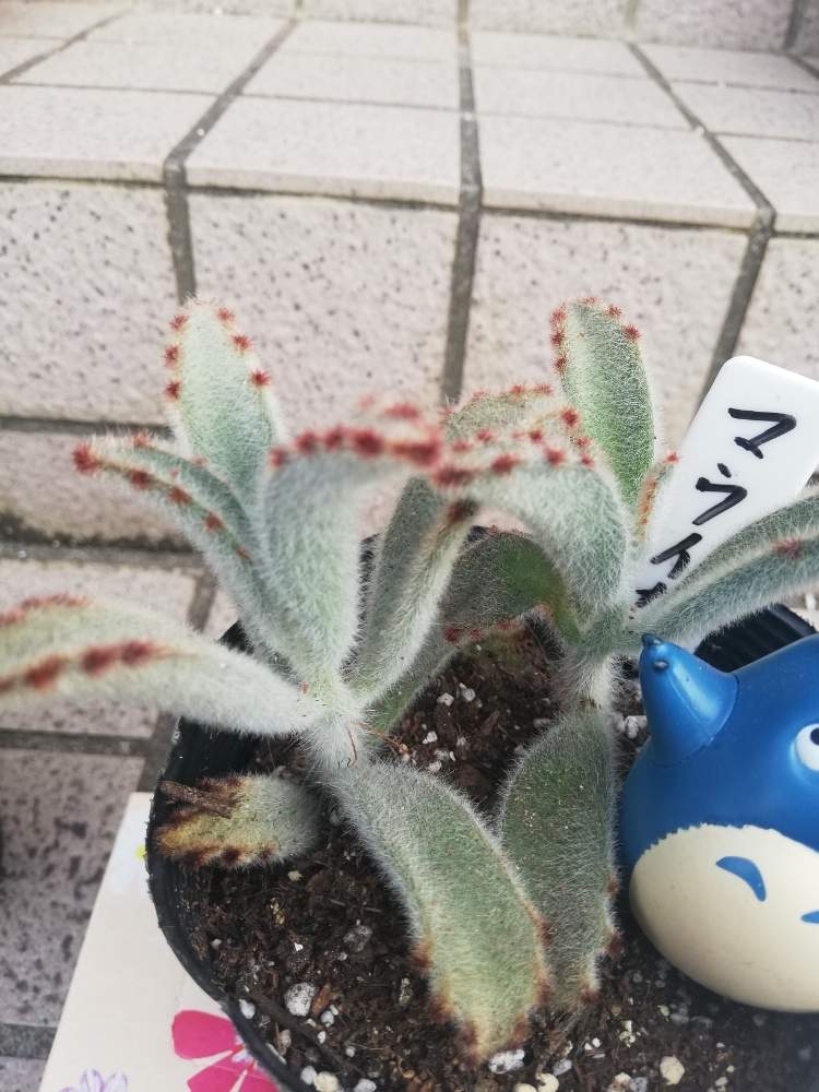 の画像 by アンソニーさん | 多肉植物と多肉男子とパンダラビット!とピョンピョンうさ耳と11日はウサ耳の日とカランコエ属と月兎耳☘️
