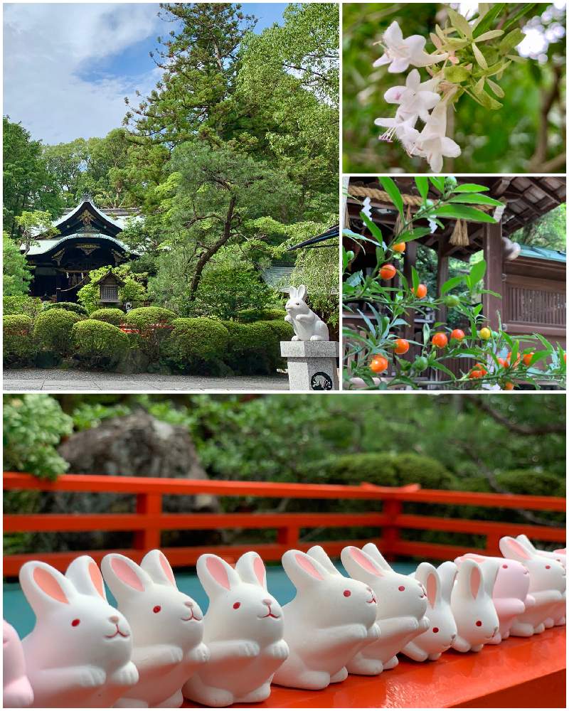 お出かけ先の画像 by *hirorin*さん | お出かけ先とタマサンゴと京都府の神社・仏閣と神社仏閣とそうだ京都、行こうと新緑の季節と京都散歩と東天王岡﨑神社と初夏の花たちと京都観光とオレンジ色の実と岡崎神社と京都と花のある暮らし