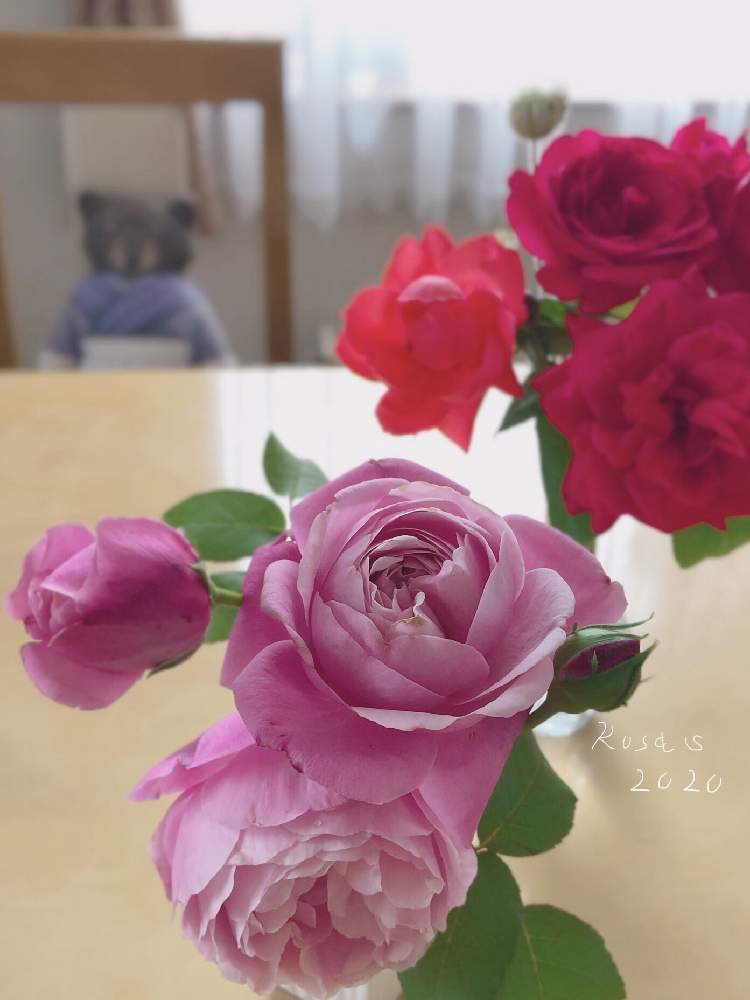 キッチンの画像 by rosa sさん | キッチンと名無しさんとシャンテ・ロゼ・ミサトとスカーレットクイーンエリザベスとピンクの花と朱色のバラと花を飾るとおうち園芸とおうちで楽しむ夏の草花フォトコンと赤い花と花のある暮らしと朱色の花と北海道