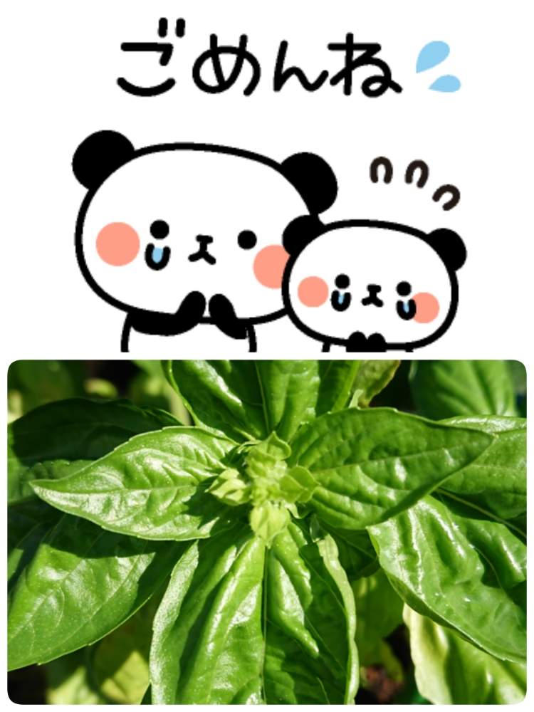 畑の画像 by 苺さん | 畑とプランター菜園と収穫物とバジルの栽培とプランター野菜とプランターと家庭菜園とおうちde菜園とおうち園芸と種蒔き栽培と収穫とプランター植え