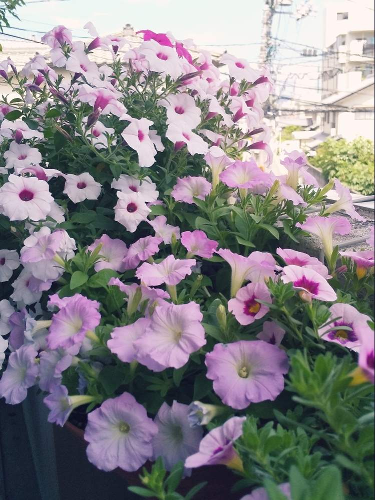 バルコニー/ベランダの画像 by Keiさん | バルコニー/ベランダとペチュニアと感謝と真夏日とおうち園芸