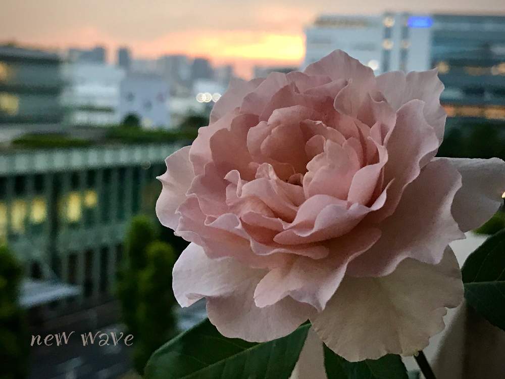 の画像 by nyacoさん | 和ばらと私のローズガーデンinベランダ♬とばら バラ 薔薇とベランダガーデニングとバラのある暮らしとベランダガーデンと日本のバラとバラと夢CLUBとバラが好きとバラ*ニューウェーブとGSでバラ園と薔薇♪とばら 薔薇 バラとバラ・ミニバラとロザリアンとベランダでバラを♬とベランダーとバルコニスト