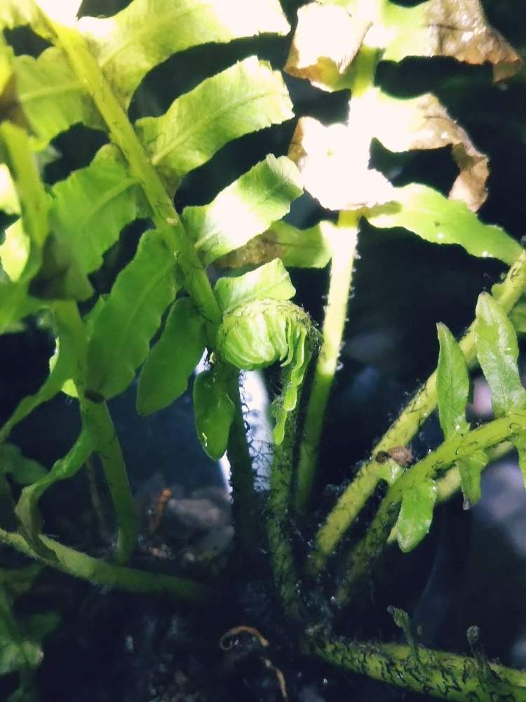 バルコニー/ベランダの画像 by KELO-GUさん | バルコニー/ベランダとみどりのある暮らしと植物のある暮らしとブレクナム シルバーレディとGS映えとひやみかち首里城!とおうち園芸と植中毒とブレクナム属とシダはいいぞとシダのある暮らしとシダ愛好会と植物に男前なんてない
