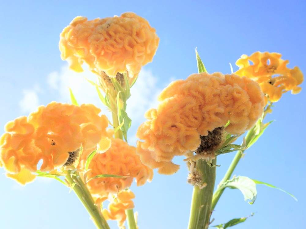 壁/天井の画像 by 野ニンさん | 壁/天井と令和最初の植物と出版とGS映えと空編とおうちで楽しむ夏の草花フォトコンとGreenSnapmarcheとGREEN UP!