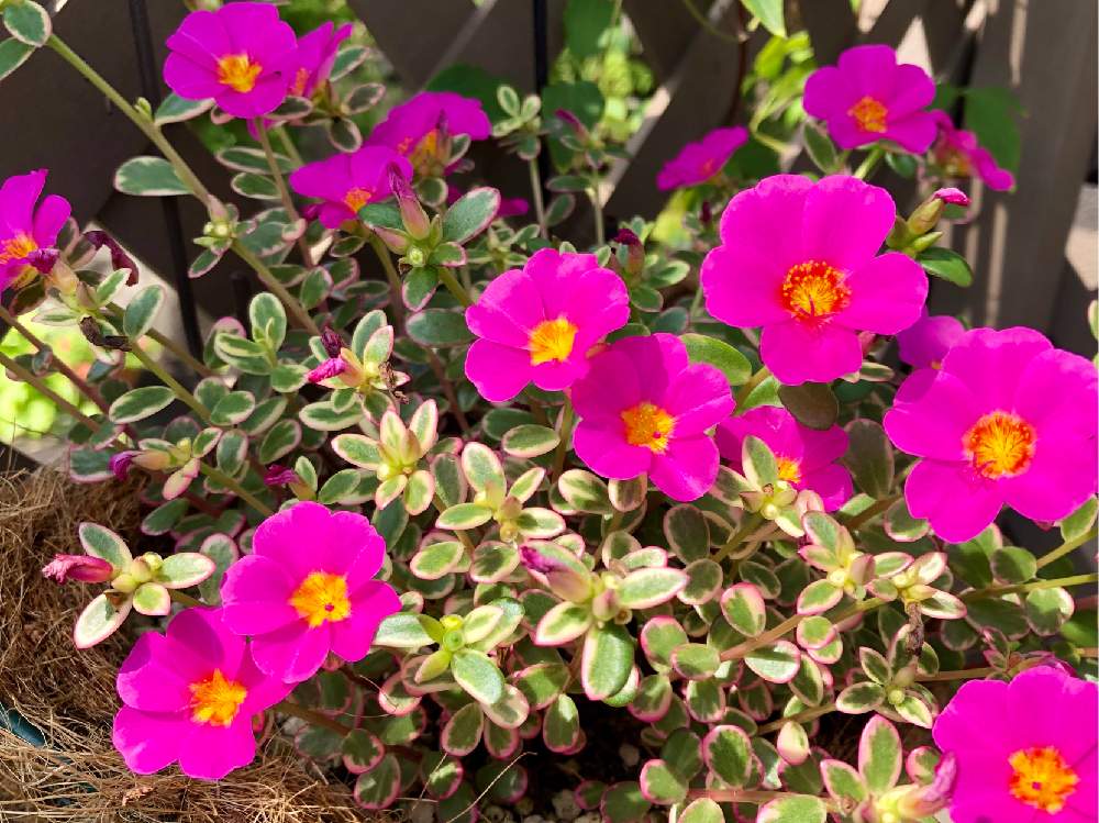 の画像 by よよよさん | 斑入りポーチュラカ マジカルキューティと多肉植物と岩手県と多肉の花と黒ニャンコ隊とぎゅうぎゅうといつもありがとうとハンギングと我ら植中毒隊!と美しいと元気モリモリとタニラーともりもりと可愛いとかわいい