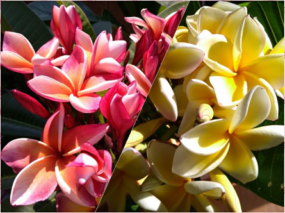 の画像 by ©❁✿σ.γαkα.❁✿さん | プルメリアとプルメリア カリフォルニアサンセットとフランジパニとキョウチクトウ科と暑い!とピンクの花とトロピカルと夏の花とおうちで楽しむ夏の草花フォトコンと腰痛に負けるな!といい香りと花のある暮らしと熱帯植物とコロナ退散とタイ産と南国植物とジャングルジャック