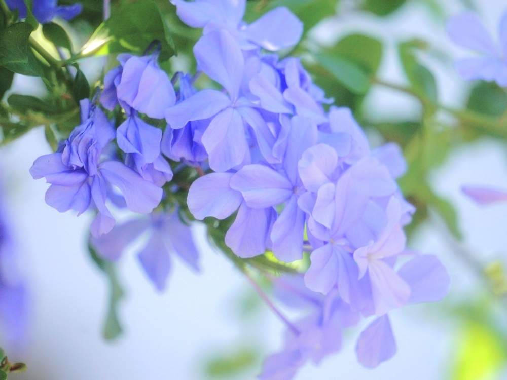 お出かけ先の画像 by 野ニンさん | お出かけ先と令和最初の植物と出版とタイトルとGS映えとおうちで楽しむ夏の草花フォトコンとGreenSnapmarcheとGREEN UP!
