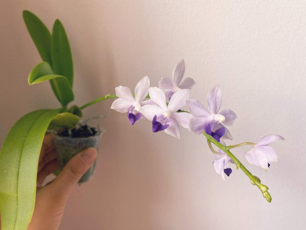 窓辺の画像 by hoshiho03さん | 窓辺とPhalaenopsis Tzu Chiang Sapphireと洋蘭とラン科とorchidと胡蝶蘭。とファレノプシス属と交配種とおうちで楽しむ夏の草花フォトコンとファレノプシス交配種とphalaenopsisと洋ランと洋蘭交配種と胡蝶蘭 交配種