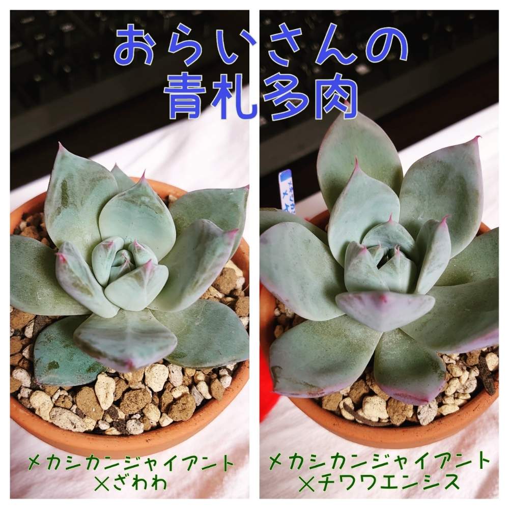部屋の画像 by ゆきせみさん | 部屋と多肉植物とメキシカンジャイアント×ざわわと チワワエンシス とおらいさん苗青札と一目惚れと多肉大好きとおうちde菜園とメカシカンジャイアントとざわわ交配とエケベリア大好きと多肉植物のある暮らしとおうち園芸とエケベリア属と青札と白系と花のある暮らしと観察してまーすと花は癒やし♡と白系多肉と多肉植物 エケベリア