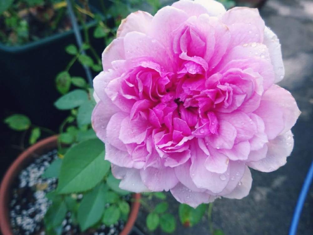 小さな庭の画像 by ☆きらまる☆さん | 小さな庭とピンク同盟と極上咲きと薔薇愛同盟と薔薇男子と薔薇に魅せられてとオシャレとB型とバラのある暮らしとおうち園芸と今日の一枚とセクシーときれいな色と美しき薔薇様とたまらん!と花のある暮らしとかわいいな♡とテンション⤴︎とロザリアンとバラを楽しむとピンクハンター