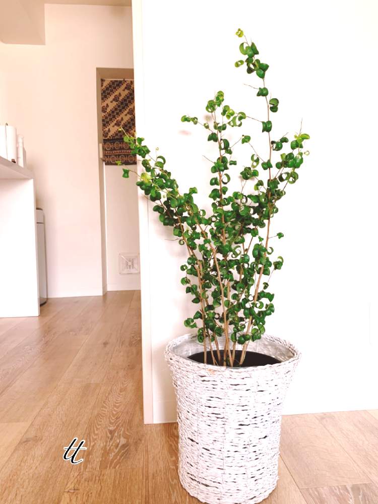 部屋の画像 by ttさん | 部屋とバロックとベンジャミンバロック.と観葉植物とグリーンインテリアといつもありがとう♡とおうち園芸