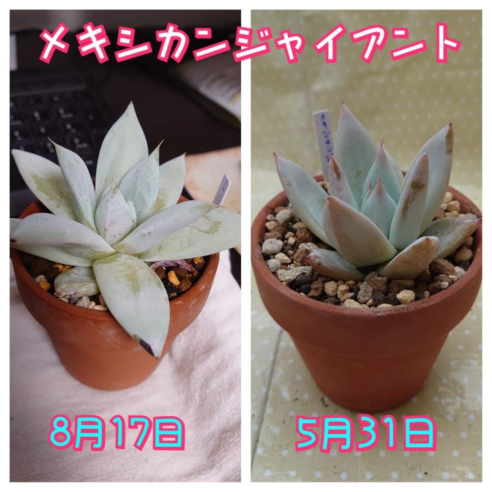 部屋の画像 by ゆきせみさん | 部屋と多肉植物と一目惚れと多肉大好きとおうちde菜園とメカシカンジャイアントとエケベリア大好きと多肉植物のある暮らしとおうち園芸とエケベリア属と白系と花のある暮らしと観察してまーすと花は癒やし♡と白系多肉と多肉植物 エケベリア