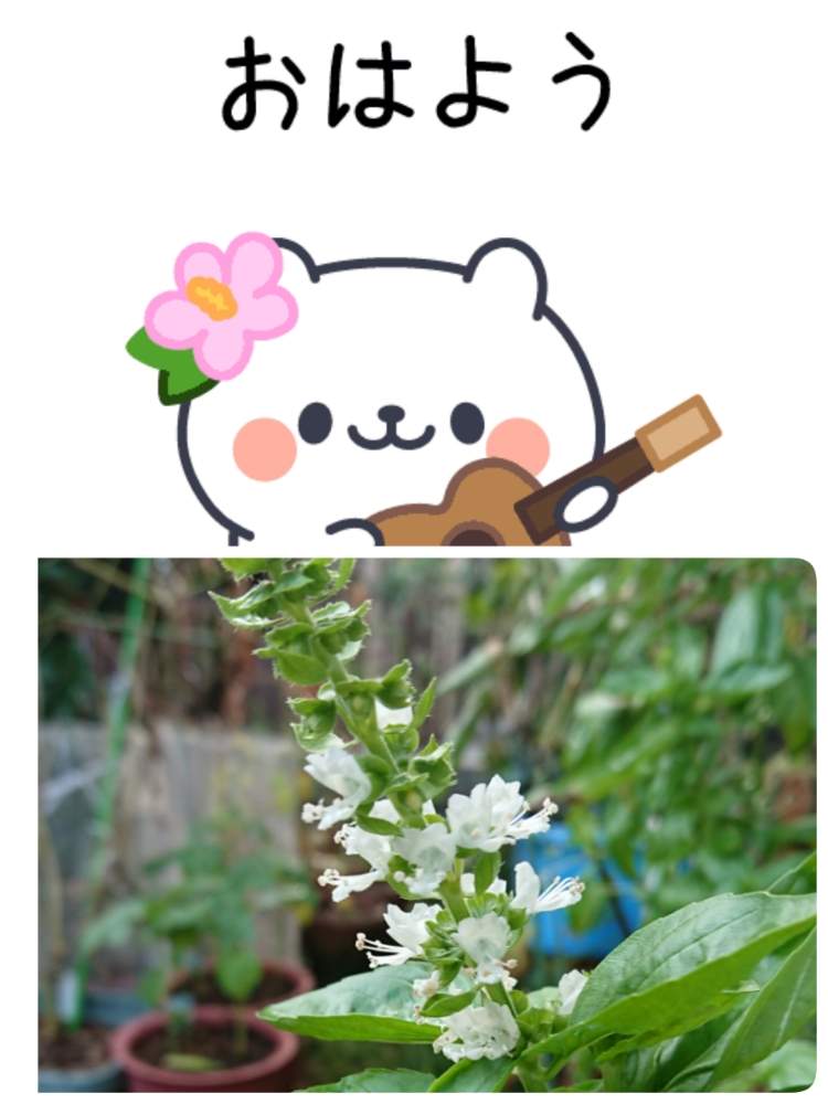 畑の画像 by 苺さん | 畑とプランター菜園とバジルの栽培とプランター野菜とプランターと家庭菜園とおうちde菜園とおうち園芸と種蒔き栽培とプランター植え