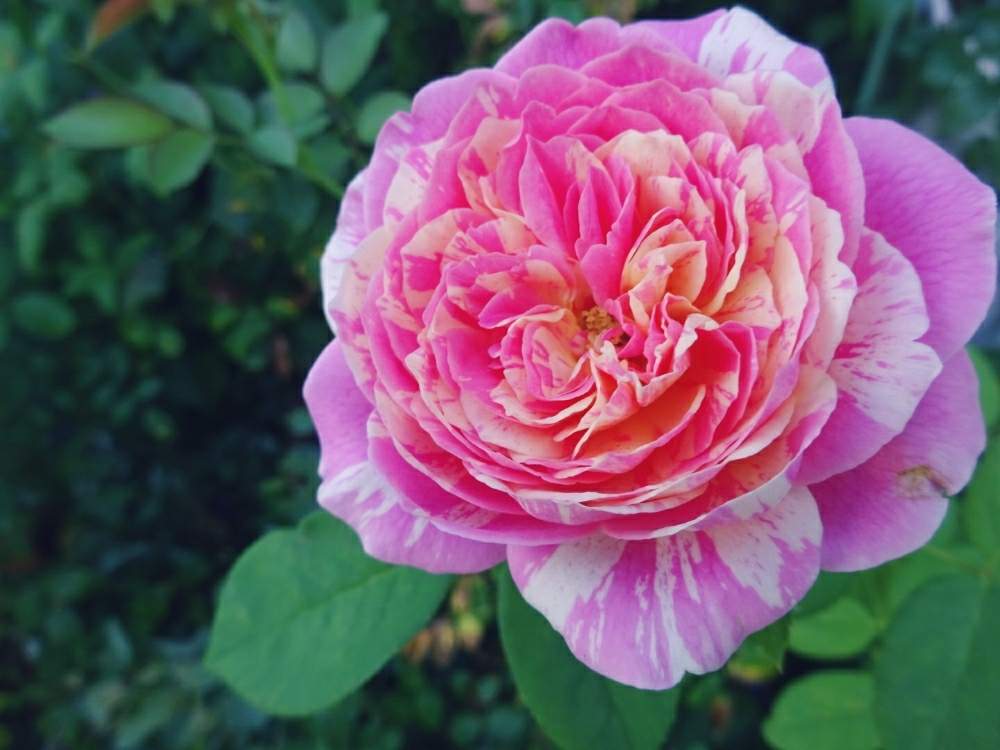 小さな庭の画像 by ☆きらまる☆さん | 小さな庭とYUMIKO印と薔薇愛同盟と薔薇男子と薔薇に魅せられてとオシャレとB型とバラのある暮らしとおうち園芸と今日の一枚とセクシーときれいな色と美しき薔薇様とたまらん!と花のある暮らしとかわいいな♡とテンション⤴︎とロザリアンとバラを楽しむとピンクハンターとシボラー