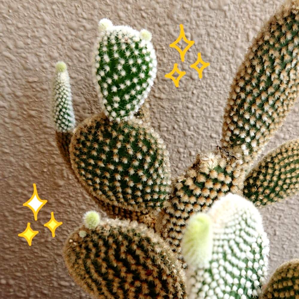 バルコニー/ベランダの画像 by 笛吹たぬきさん | バルコニー/ベランダとバニーカクタスとさぼてん兄妹とおうち園芸とサボテンのある暮らしと多肉植物とサボテンとさぼ太郎とバニーカクタス 白桃扇とサボテン中毒とバニーカクタス オプンチア