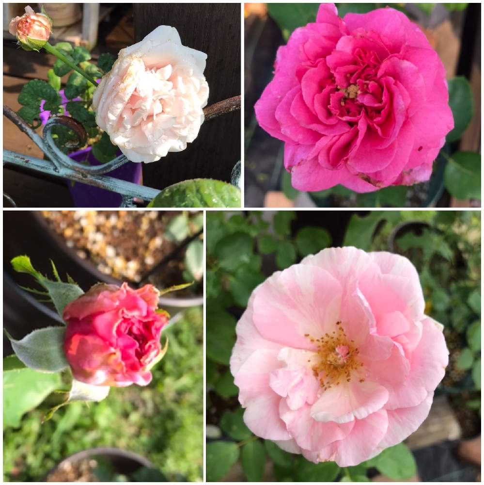 小さな庭の画像 by ちよみん*さん | 小さな庭と薔薇と接木とばら バラ 薔薇とおうちで楽しむ夏の草花フォトコンとバラと夢CLUBと接木 ばらとおうちで過ごそうとGSでバラ園と花のある暮らしと薔薇♪とちよみん薔薇2020とGS植物うちなーぐち会