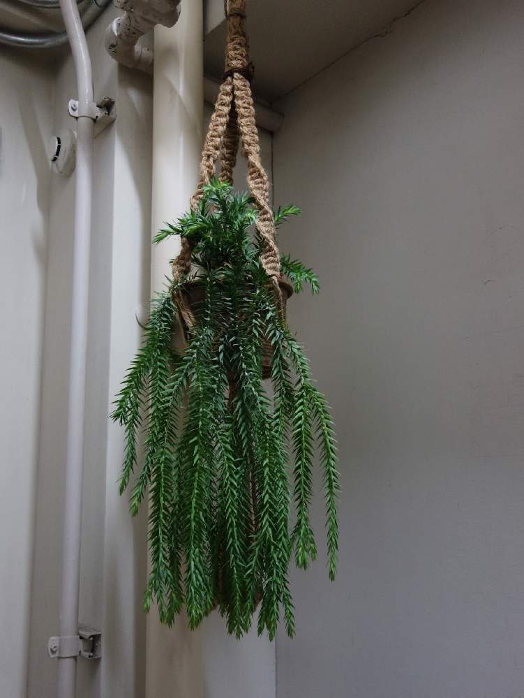 階段/廊下の画像 by Kondo Bldg.さん | 階段/廊下とレア植物と観葉植物とグリーンのある暮らしと《フペルジア》とGS映えとレトロと観葉植物のある暮らしとシダ植物と珍奇植物と花のある暮らしとフペルジア ゴエベリー♡